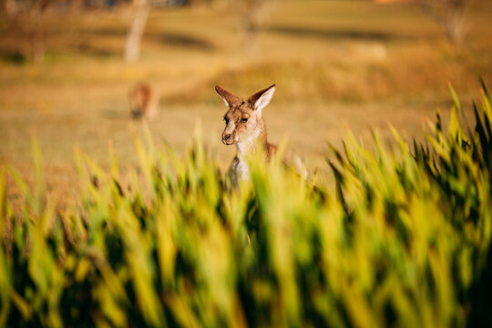 Wild Australian Kangaroo hiden behind a bush