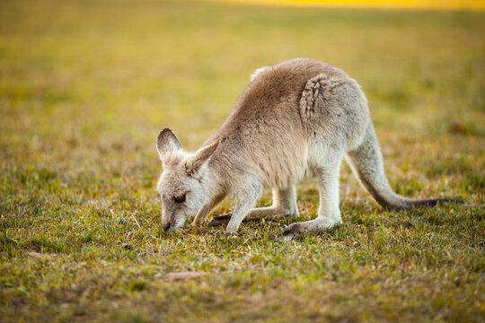 Baby Australian Kangaroo eating herb