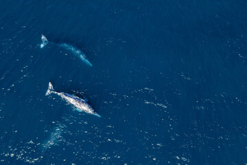 grey whale in Mexico Baja California aerial drone view panorama
