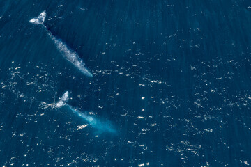 grey whale in Mexico Baja California aerial drone view panorama