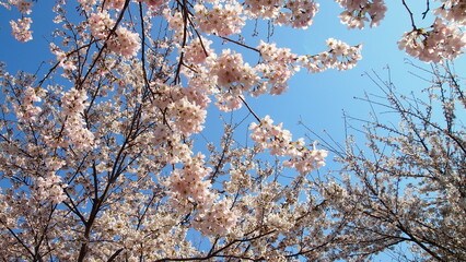 파란하늘과 분홍벚꽃