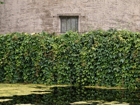 Window of a building behind a wall of green leaves near a pond