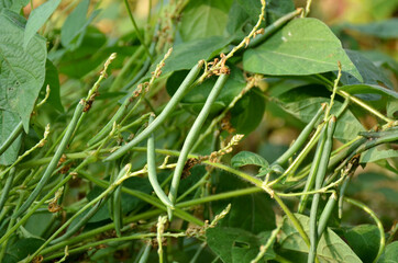 the pair of green ripe beans with vine in the garden.