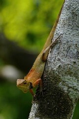 Reptiles of Malaysia. We can see the reptiles of Malaysia mostly everywhere in the country and can be found even in modern buildings in the urban area and cities. 