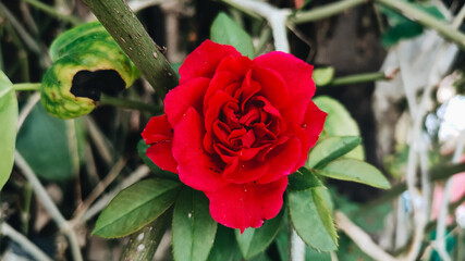 red rose in the garden