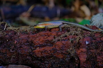 Reptiles of Malaysia. We can see the reptiles of Malaysia mostly everywhere in the country and can be found even in modern buildings in the urban area and cities. 