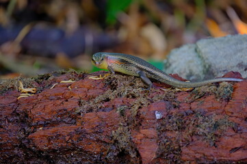 Reptiles of Malaysia. We can see the reptiles of Malaysia mostly everywhere in the country and can be found even in modern buildings in the urban area and cities. 