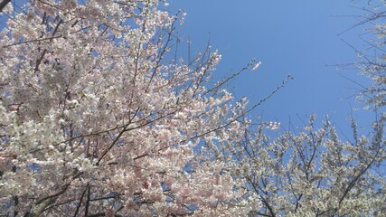 파란 하늘과 벚꽃