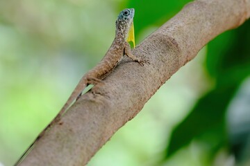 Reptiles of Malaysia. We can see the reptiles of Malaysia mostly everywhere in the country and can be found even in modern buildings in the urban area and cities. 