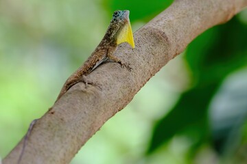 Reptiles of Malaysia. We can see the reptiles of Malaysia mostly everywhere in the country and can be found even in modern buildings in the urban area and cities. 