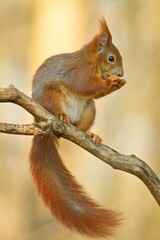 Eurasian red squirrel sitting on a branch in spring with a nut in its hands, sciurus vulgaris