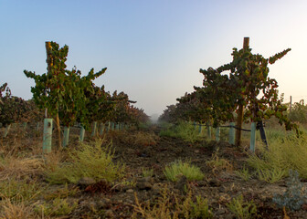 Cachos de uvas nas vindimas 