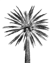 Palmier (noir et blanc) silhouette