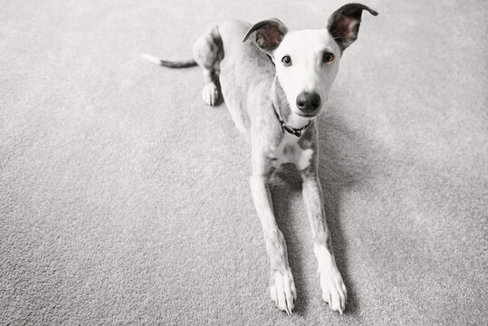 Cute Portrait of Whippet Puppy on Gray