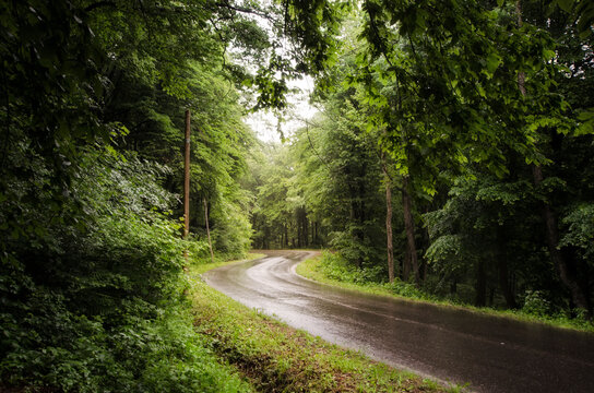Road trough a green forest
