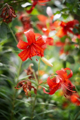 Macrophotography. Tiger Lily orange.