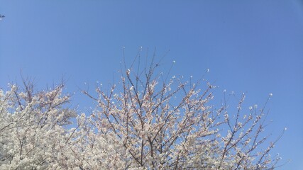 파란하늘과 곧 터질듯 피어난 벚꽃