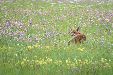 Fuchs blickt zurück