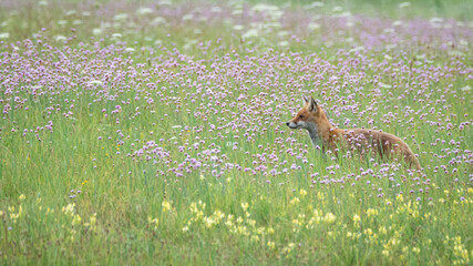 Fuchs im Profil © Sylvi