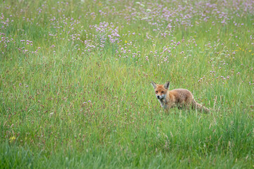 Fuchs schleicht sich an