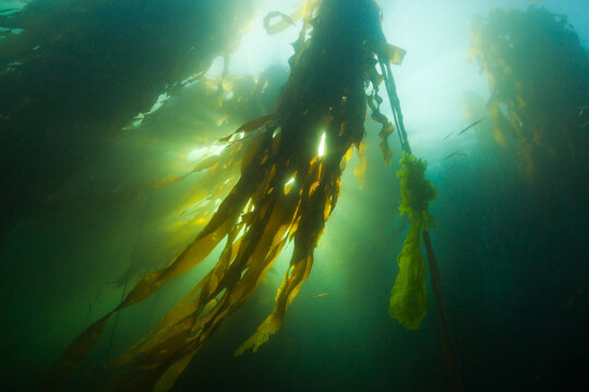 Bull Kelp backlit by sunshine streaming through the surface of the ocean at Ogden Point