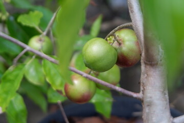 Plums fruits grow in the garden 