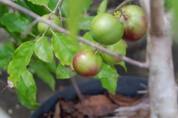 Plums fruits grow in the garden 