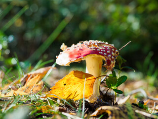 Red cappd amanita mushroom and yellow leaf in the forest