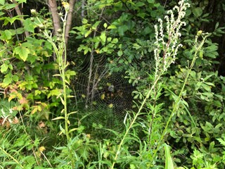 Spider house