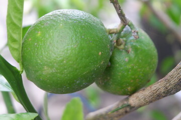 Pomelo fruit grows in the garden