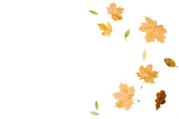 Close up composition with various dry leaves on white studio background. Creative autumn, thanksgiving, fall, halloween concept. Flat lay, top view, copy space