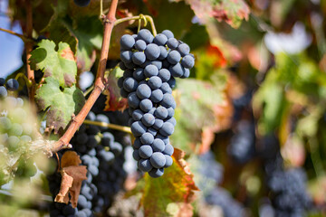 Cachos de uvas nas vindimas 
