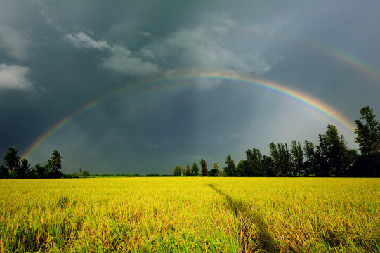 Rainbow in the field.
