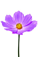Fototapeta premium Vector image of a beautiful cosmos flower on a white background