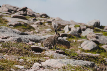 Wild Scottish Mountain Hare