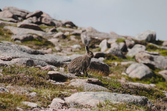 Wild Scottish Mountain Hare