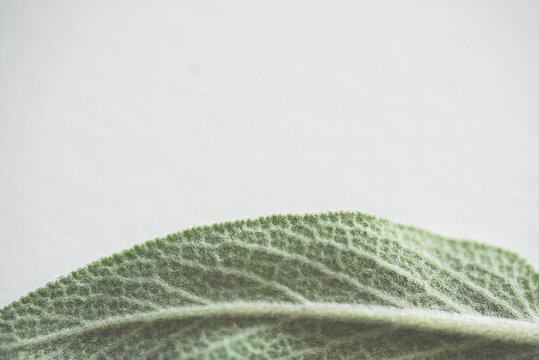 Close up image of Sage