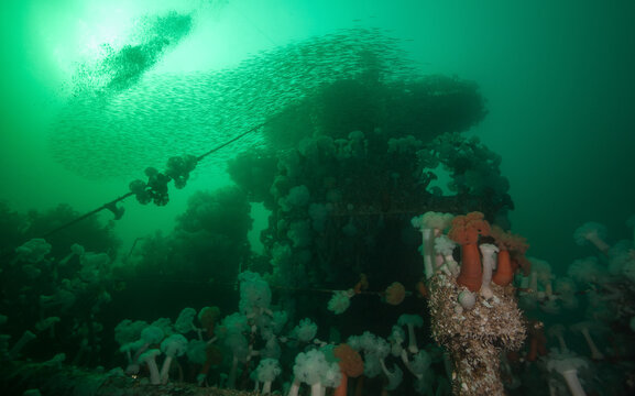 Swarm of Tubesnouts swirl around the top of the HMCS Saskatchewan