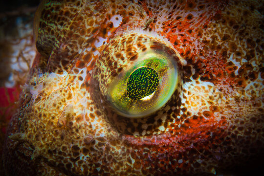 Close up eye detail of a Red Irish Lord, Hemilepidotus hemilepidotus