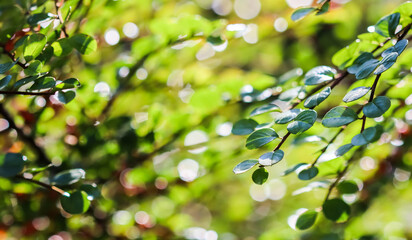 Green leaves on the branches of a horizontal cotoneaster bush in a sunny garden in autumn. Bokeh background