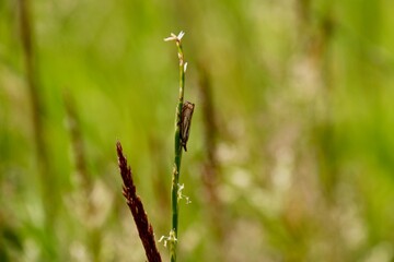 Captoptria (Pyralidae)