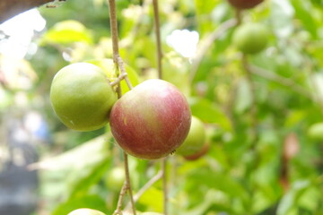 Cauliflower Grows in the vegetable garden