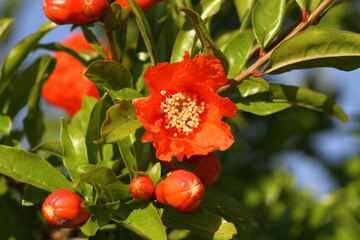red pomegranate or punica flower or blossom with yellow stamens and unopened flowers in the background melograno in springtime in Italy close up