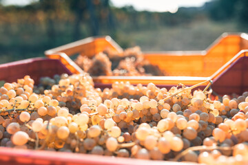 Uva bianca nella cassetta per vendemmia