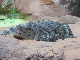 looks like a sleeping crocodile?