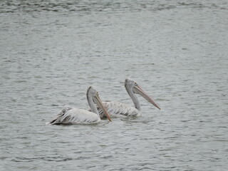 pelicans on the beach
