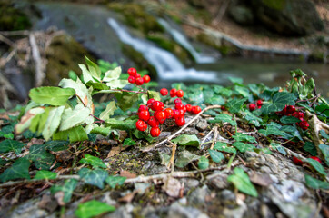 Wild berries on a rock. Rowan