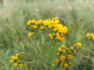 field of dandelions