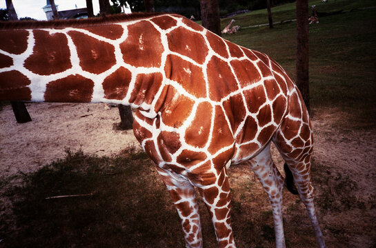 The Mid-Section of a Giraffe