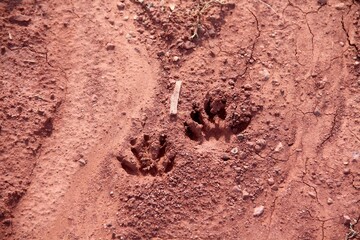 Pae prints in red dirt